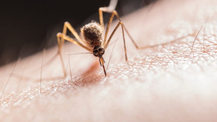 Jak przeciwdziałać ukąszeniom komarów i reagować na ich skutki?